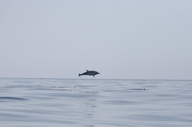 Observing Dolphins in Faro - Should You Book This Dolphin Spotting Tour?