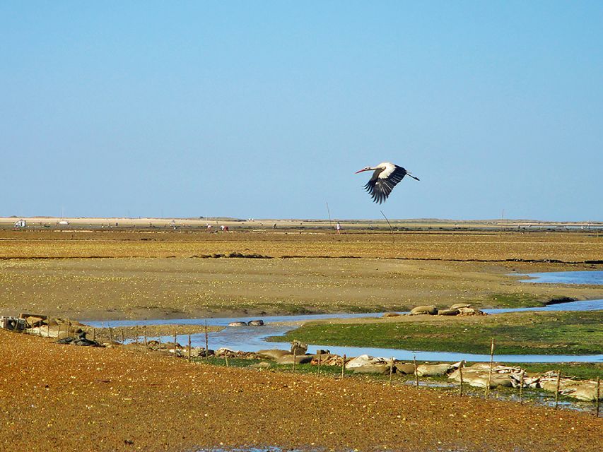 Olhão: 3-Hour Ria Formosa Boat Tour - Your skipper and guide: what makes the narration matter