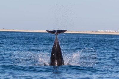 Olhão: Dolphin Observation - Ethical dolphin watching, not a canned performance