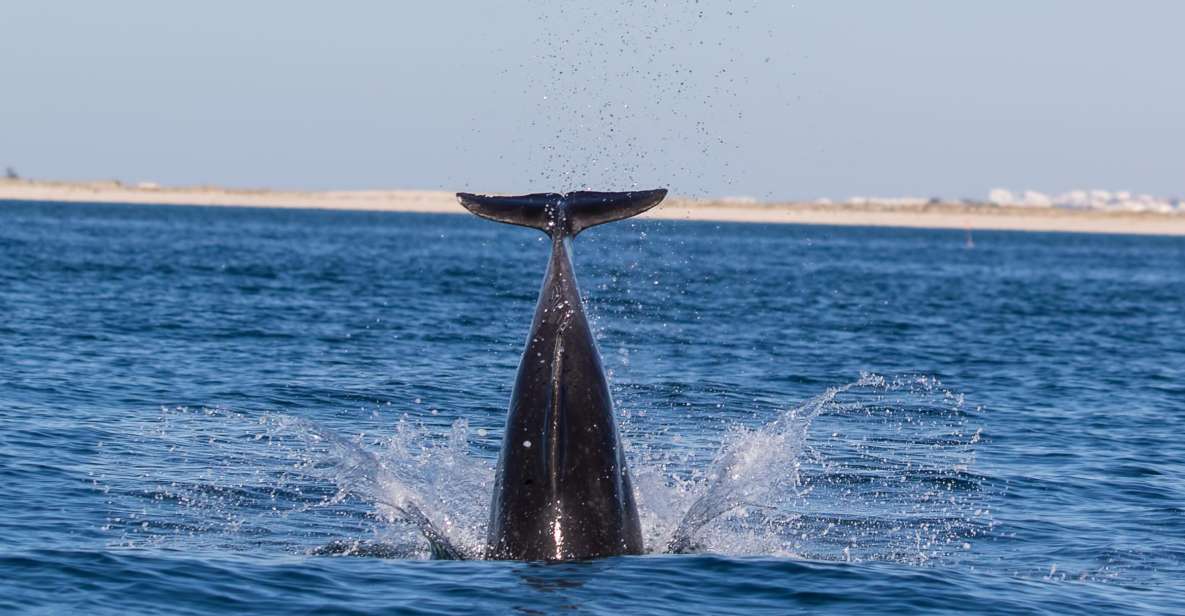 Olhão: Dolphin Observation - Ria Formosa Natural Reserve views that make the hunt worth it