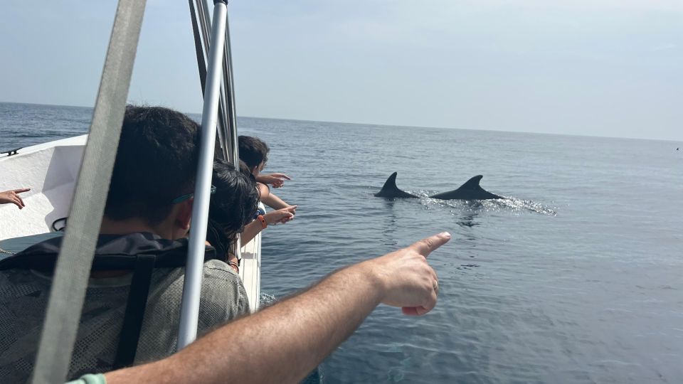 Olhão- Safari Watching Dolphins and other species - Key things that make this dolphin safari a smart pick
