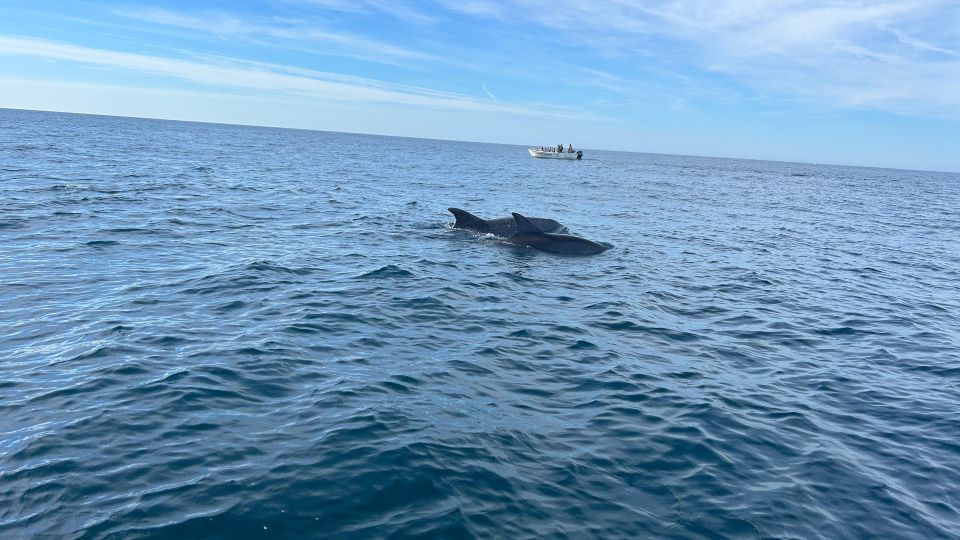 Olhão- Safari Watching Dolphins and other species - Dolphins you can realistically hope to see in Algarve waters