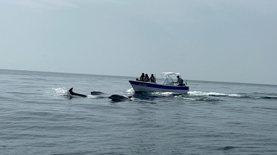 Olhão- Safari Watching Dolphins and other species - Baía do Farol and Saint Maria Cape: the quick stops with payoff