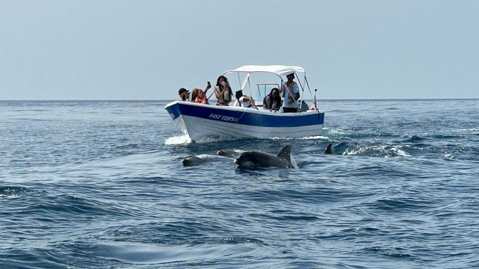 Olhão- Safari Watching Dolphins and other species - The 2-hour boat ride: how the dolphin safari actually plays out