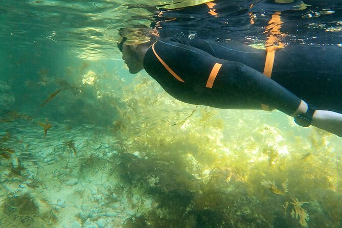 Open-Water Swimming in Algarve - Swimming Portimão’s Caves, Rocks, and Hidden Beach Stops
