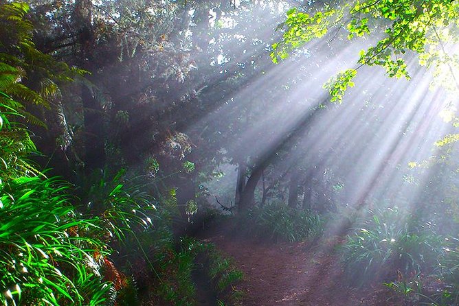 Paradise Valley - Levada Walk - Forest Sounds, Flower Breaks, and What Guides Are Good For