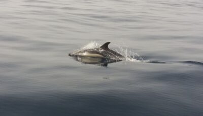 Peniche: Dolphin Route Boat Trip - The Dolphin Route: What You’ll Actually See Out There
