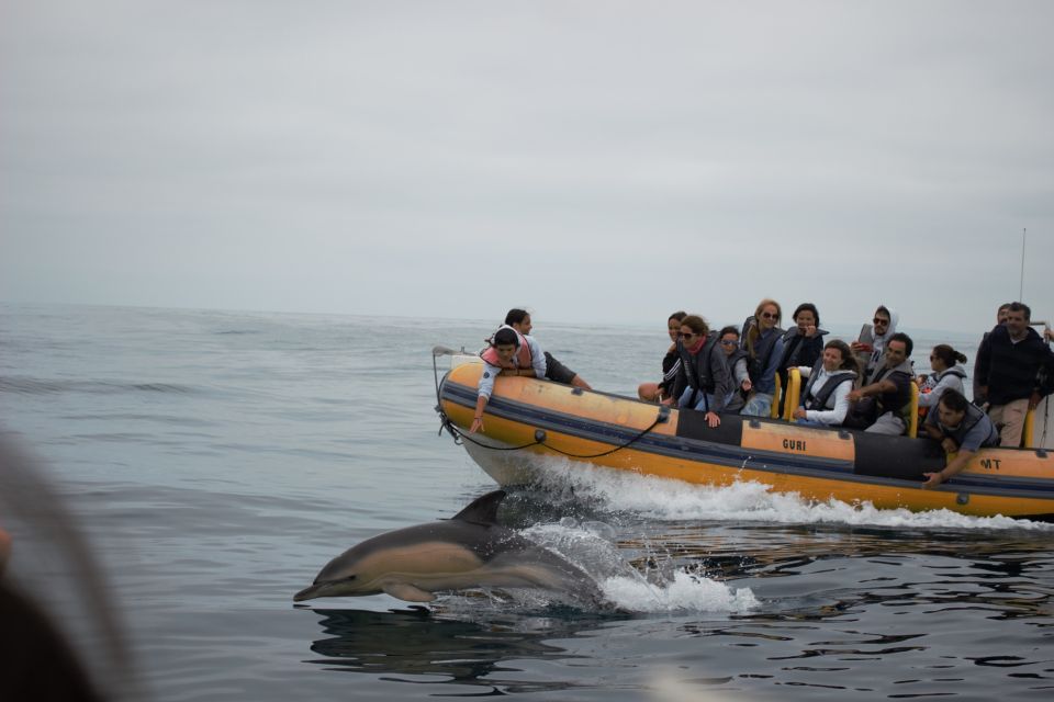 Peniche: Dolphin Route Boat Trip - Who This Peniche Dolphin Cruise Fits Best