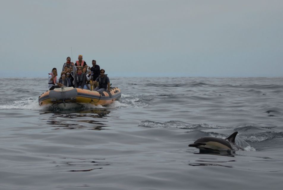 Peniche: Dolphin Route Boat Trip - What to Expect During the Cruise (Step by Step)