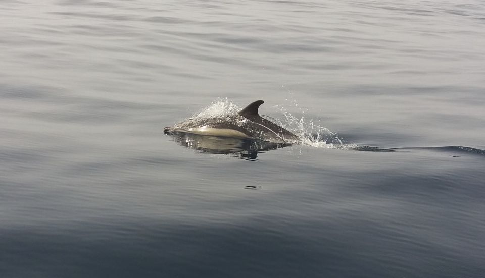 Peniche: Dolphin Route Boat Trip - The Dolphin Route: What You’ll Actually See Out There