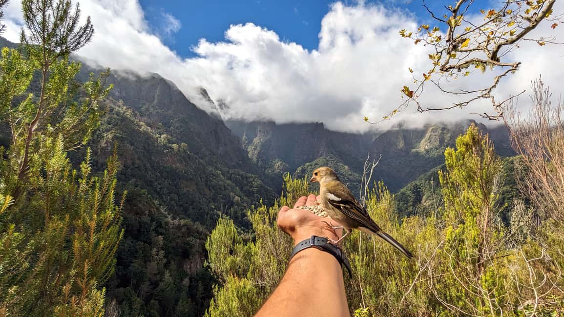 Pico do Arieiro in 4h: Immersive Private Tour - Pico do Arieiro in 40 Minutes: Above the Clouds When Weather Allows