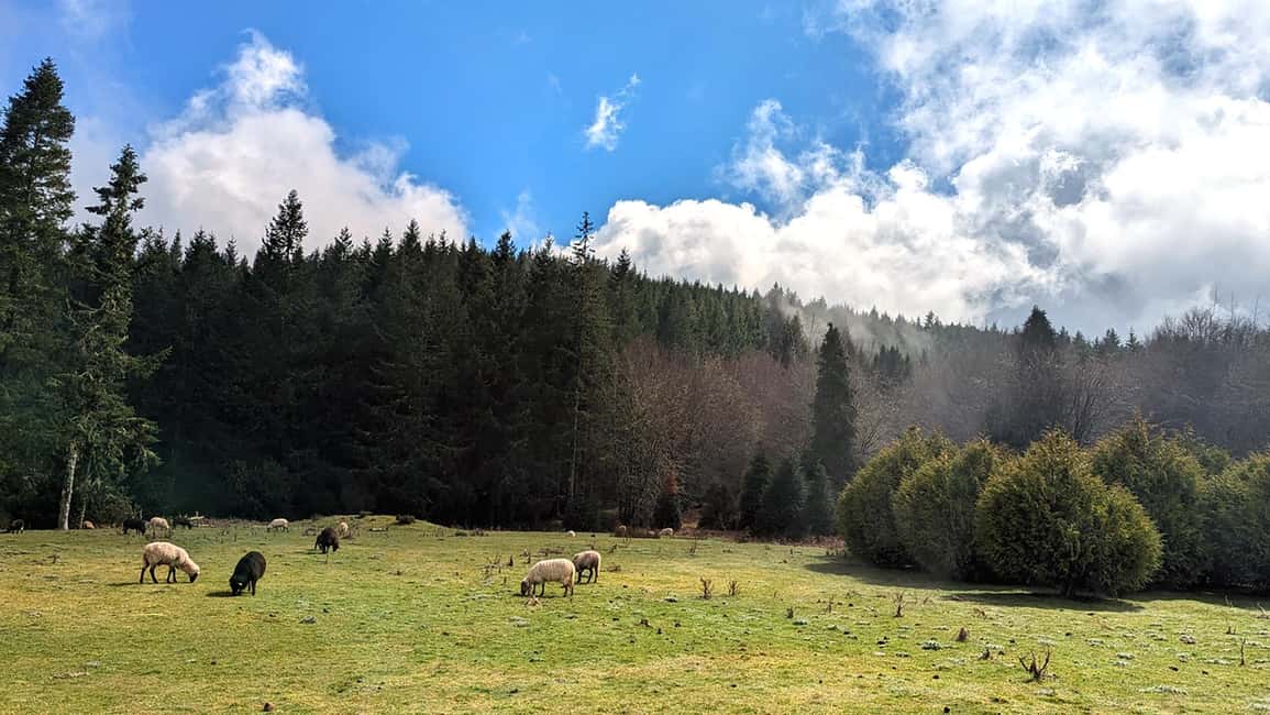Pico do Arieiro in 4h: Immersive Private Tour - Camacha and the Levada da Serra: Football Roots and Gentle Forest Walking