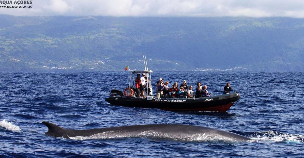 Pico Island: Azores Whale & Dolphin Watching on Zodiac Boat - Key things I’d plan around