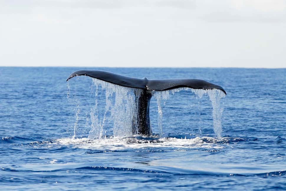 Pico Island: Azores Whale & Dolphin Watching on Zodiac Boat - What you get after the boat ride: refreshments and a sightings card