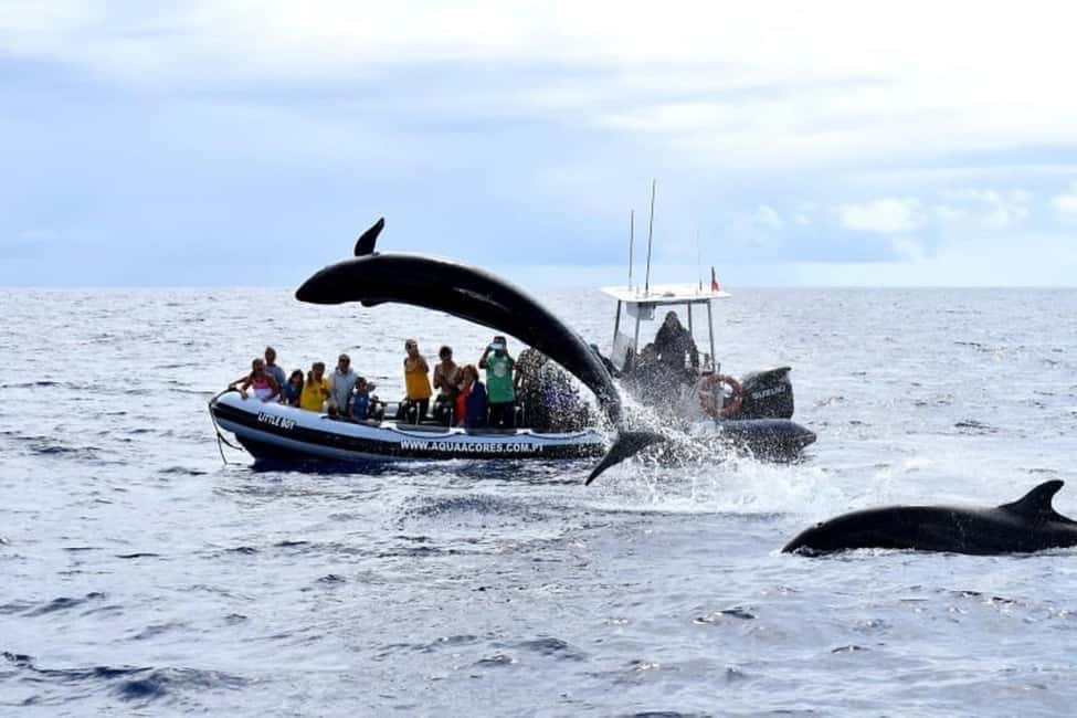Pico Island: Azores Whale & Dolphin Watching on Zodiac Boat - Who should book this Pico zodiac whale watch