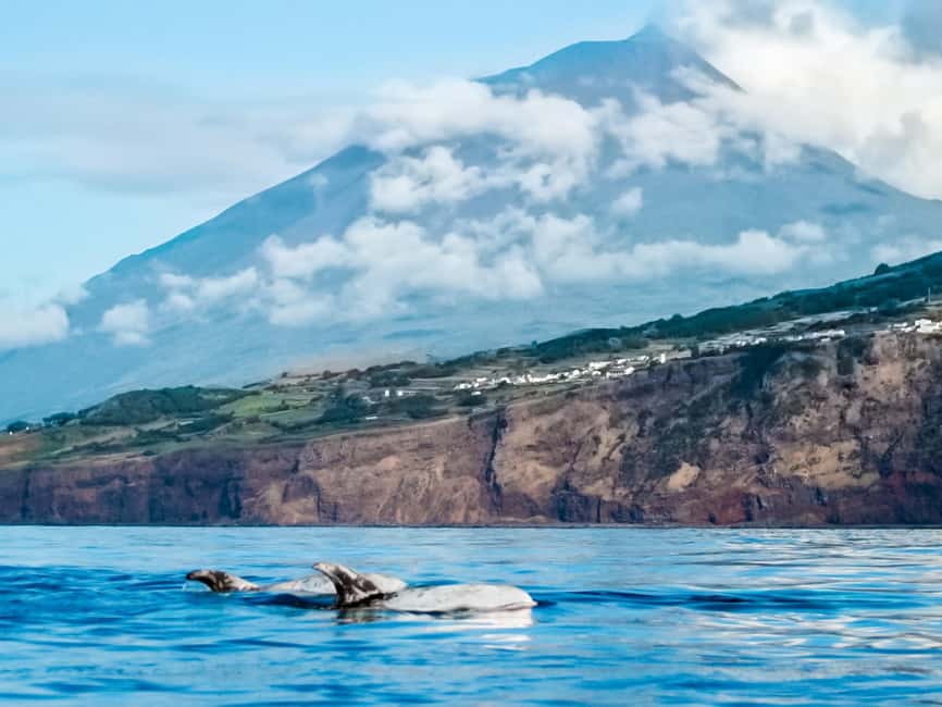Pico Island: Whale Watching Experience from Lajes do Pico - Quick picks before you go