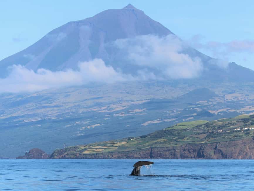 Pico Island: Whale Watching Experience from Lajes do Pico - Booking reality check: choosing the right day for better odds