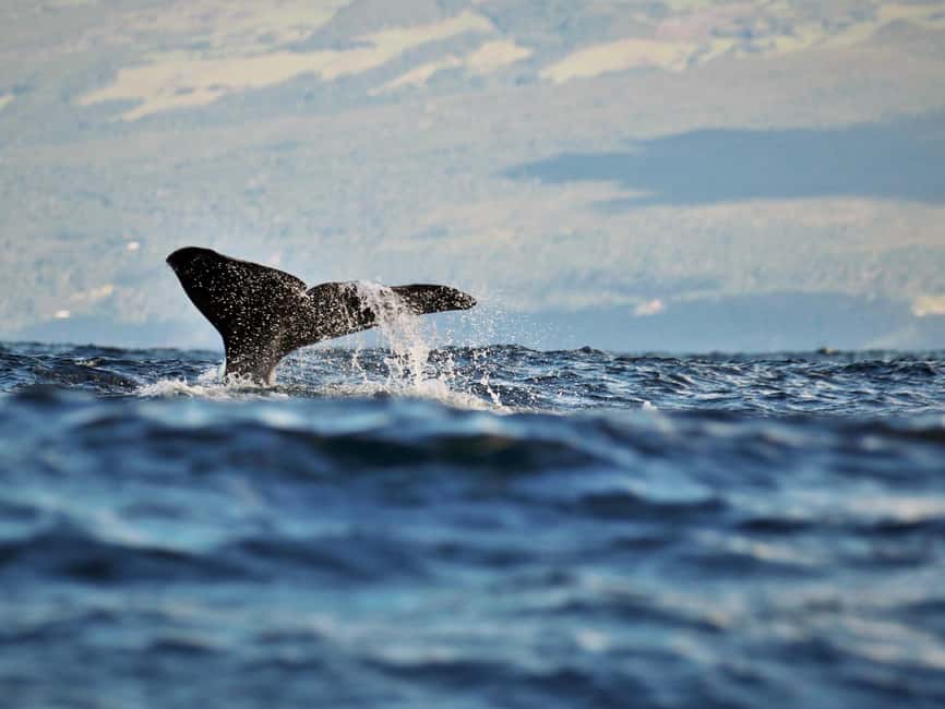 Pico Island: Whale Watching Experience from Lajes do Pico - Getting to Futurismo Whale Watching in Lajes do Pico (and that 15-minute start)