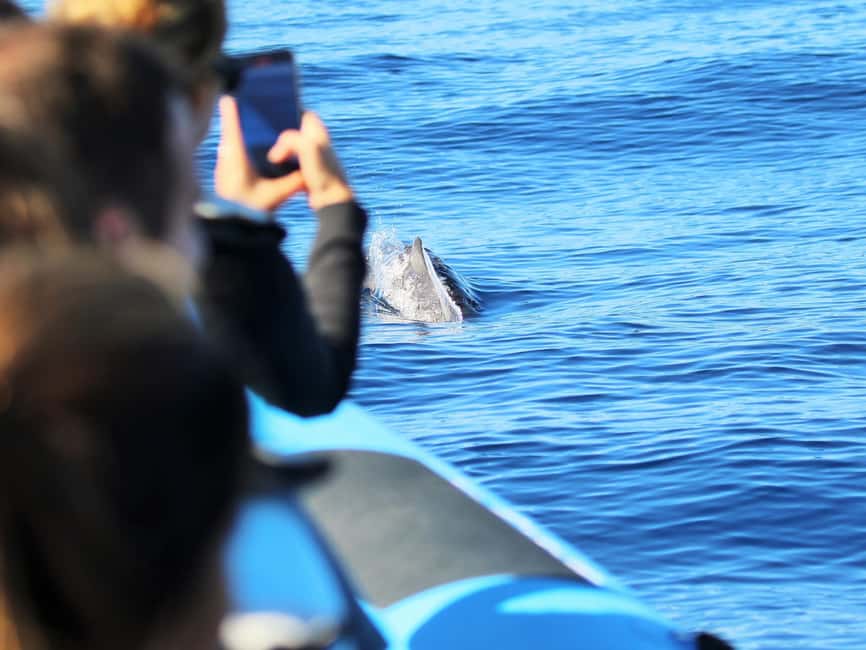 Pico Island: Whale Watching Experience from Lajes do Pico - The cruise on a zodiac: why the 3 hours feel focused