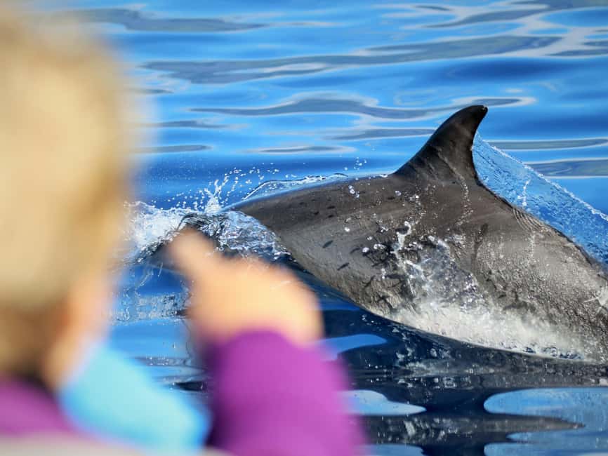 Pico Island: Whale Watching Experience from Lajes do Pico - Respect rules: keeping distance and letting animals lead