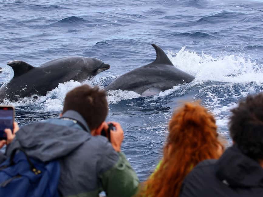Pico Island: Whale Watching Experience from Lajes do Pico - What to bring for Atlantic weather (and how not to regret it)