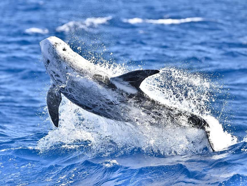 Pico Island: Whale Watching Experience from Lajes do Pico - Price and value: is $82 per person worth it?