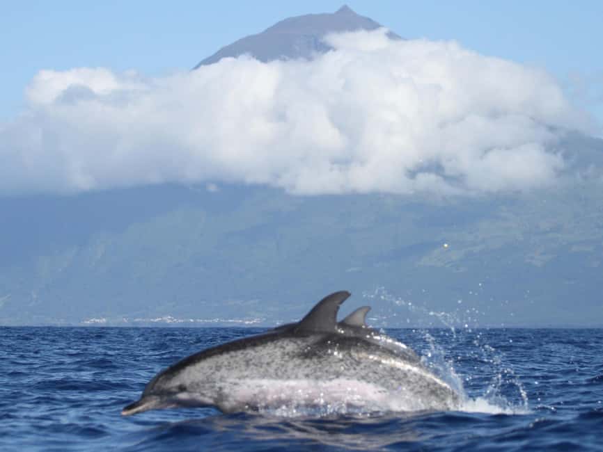 Pico Island: Whale Watching Experience from Lajes do Pico - Who this trip suits best (and who should skip it)