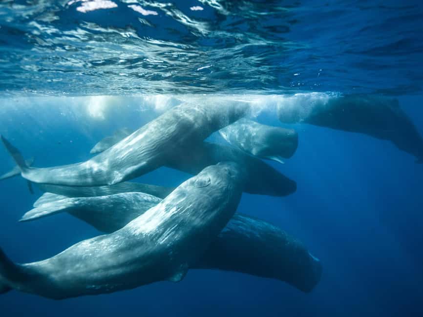 Pico Island: Whale Watching Experience from Lajes do Pico - What the marine biologists teach you before you spot whales