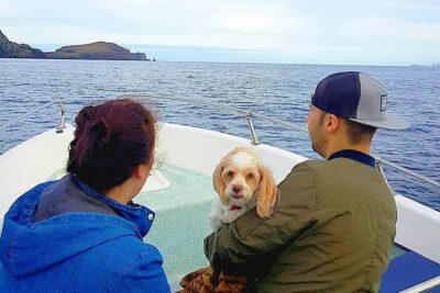 Ponta de São Lourenço Boat Tour - What’s Included On the Water: Marine Life Talk and Photo Stops