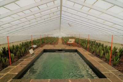 Ponta Delgada: Greenhouse Hot Tube with Pineapple Tour - Your Timing: 3pm Hot Pool Entry, Then the 5pm Pineapple Tour