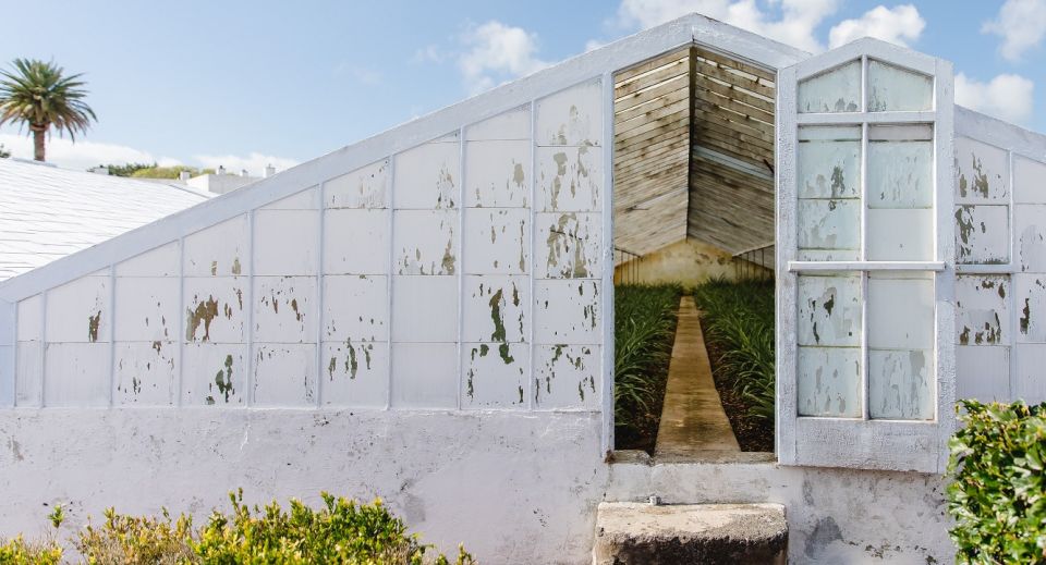 Ponta Delgada: Pineapple wine tasting and pineapple tour - Herdade do Ananás: a pineapple experience with actual products