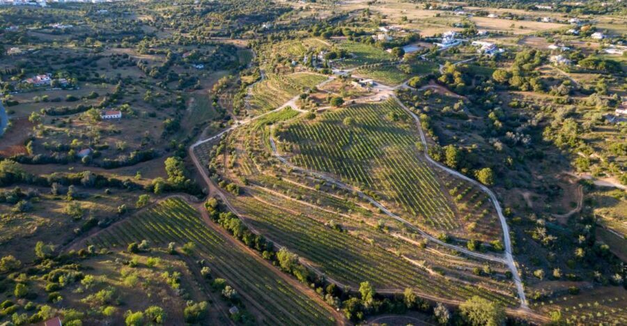 Porches: Algarve Vineyard Tour and Wine Tasting Experience - Learning Algarve Wine Traditions Without the Lecture Feel