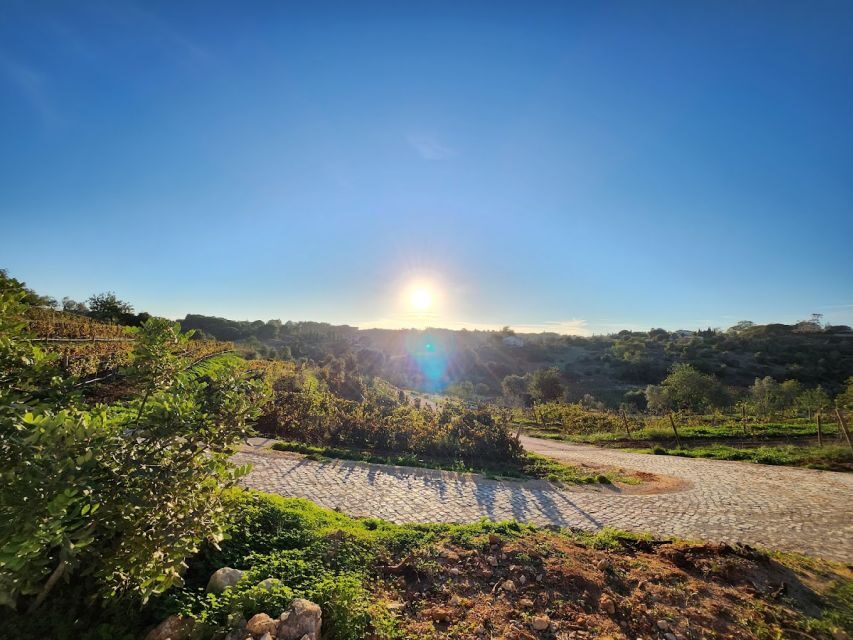 Porches: Algarve Vineyard Tour and Wine Tasting Experience - What’s Included: Your Four Quinta dos Capinhas Wines With Tapas