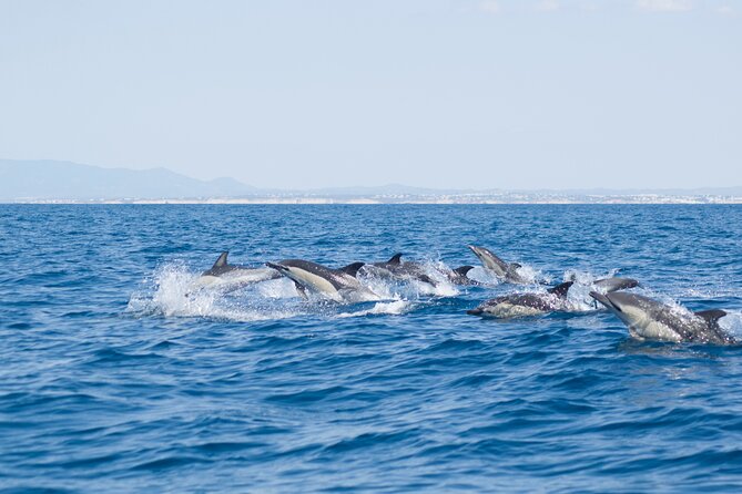 Portimão : 2.5 hours — Dolphins Watching — Biologist on Board - Portimão dolphins watching: why this 2.5-hour format works