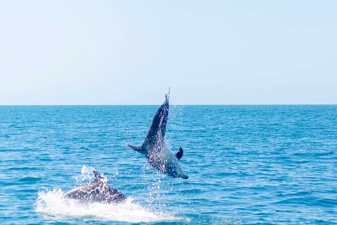 Portimão : 2.5 hours — Dolphins Watching — Biologist on Board - The marine biologist on board: explanations that make sightings click