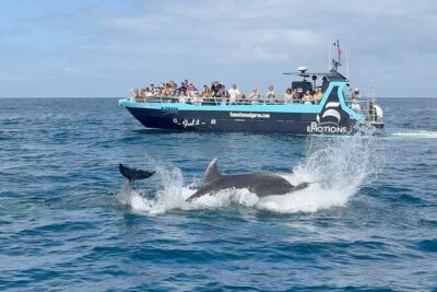 Portimão : 2.5 hours — Dolphins Watching — Biologist on Board - Where you meet (and why it matters): 5emotionsalgarve Marina de Portimão