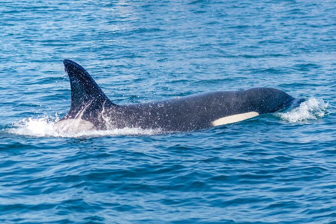 Portimão : 2.5 hours — Dolphins Watching — Biologist on Board - Dolphins, whales, and seabirds: what to expect realistically