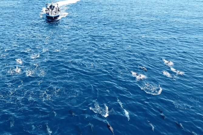 Portimão : 2.5 hours — Dolphins Watching — Biologist on Board - Caves and rock formations: the coastline part of the story