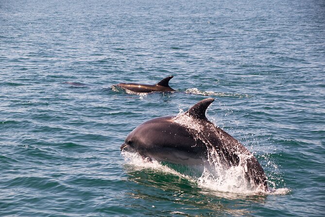 Portimão : 2.5 hours — Dolphins Watching — Biologist on Board - Comfort and safety on a jet boat: what to watch for on rough days