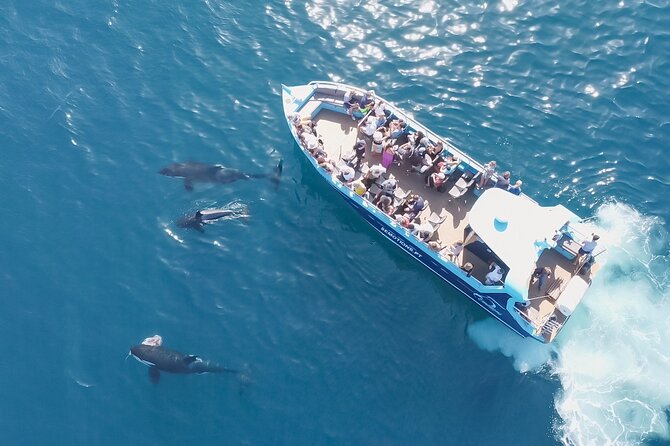 Portimão : 2.5 hours — Dolphins Watching — Biologist on Board - Price and value: $48.06 for wildlife, science, and time on the water