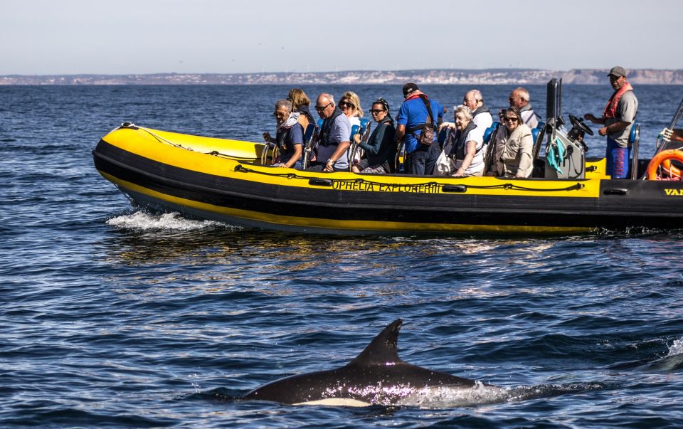 Portimão: 2-Hour Dolphin Watching Boat Tour - Key points that matter before you go