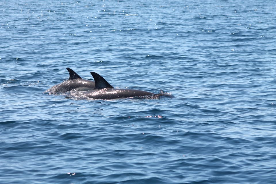 Portimão: 2-Hour Dolphin Watching Boat Tour - Safety on the water: life jackets, bumpy moments, and smart choices