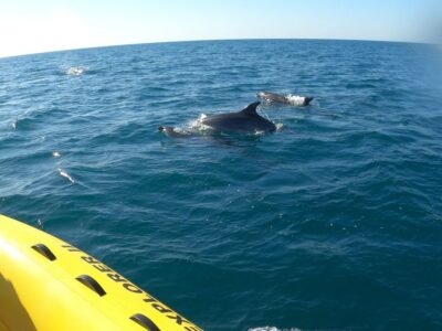 Portimão: 2-Hour Dolphin Watching Boat Tour - Dolphin spotting with trained captains (and what 95% really means)