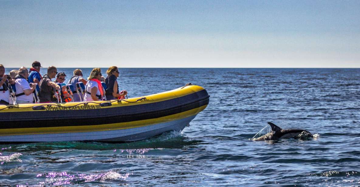 Portimão: 2-Hour Dolphin Watching Boat Tour - Who this tour fits best (and who should skip it)