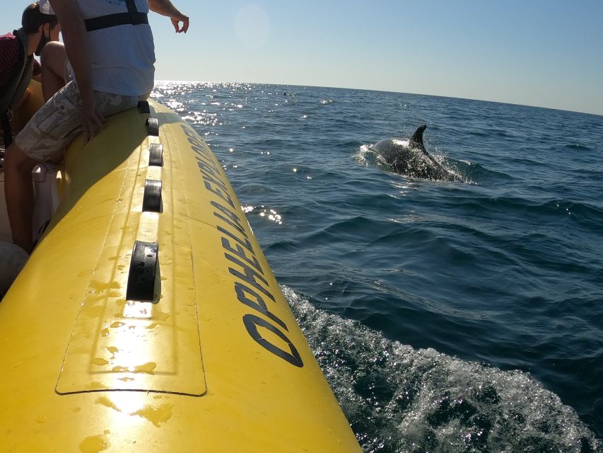 Portimão: 2-Hour Dolphin Watching Boat Tour - Practical tips that make the 2 hours smoother