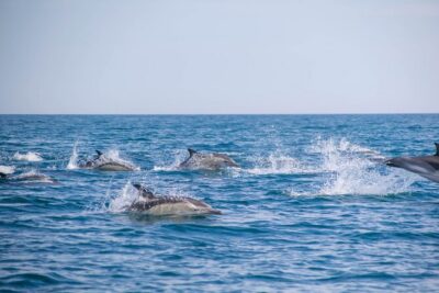 Portimão:Embark on Nature•Benagil and Dolphins•Biologist on board - Dolphin hunt with a marine biologist: 95% odds, real chances