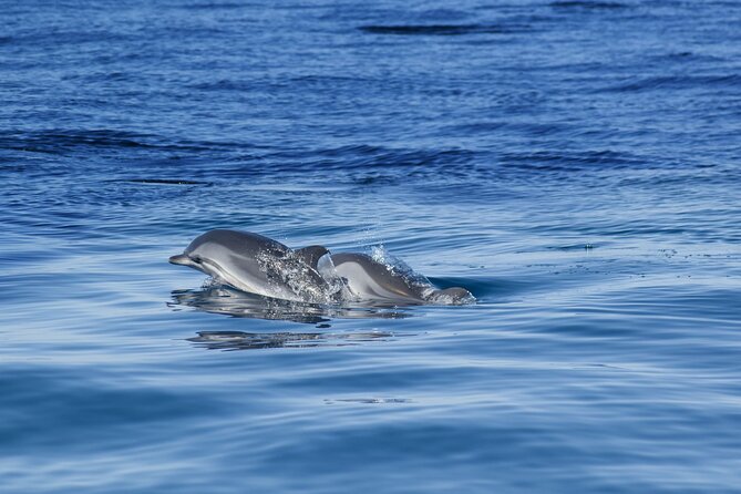 Portimão:Embark on Nature•Benagil and Dolphins•Biologist on board - Algar Seco and Alfanzina lighthouse: the coast between the big hits