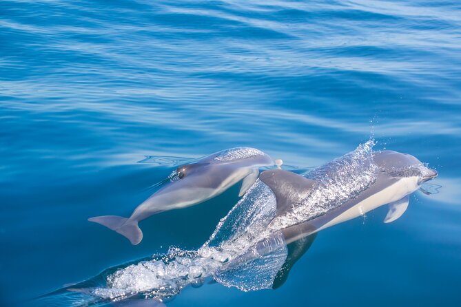 Portimão:Embark on Nature•Benagil and Dolphins•Biologist on board - Praia da Marinha and the swim stop: what you can count on