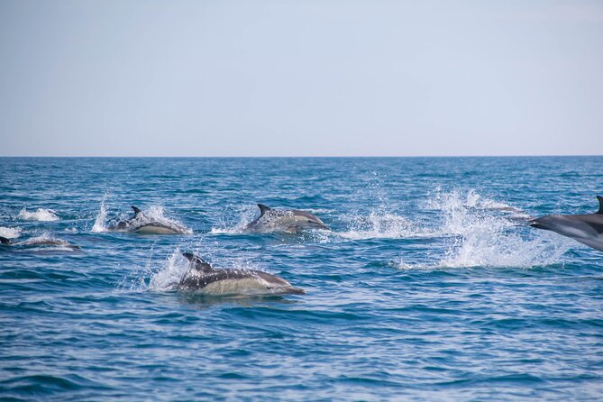 Portimão:Embark on Nature•Benagil and Dolphins•Biologist on board - Dolphin hunt with a marine biologist: 95% odds, real chances