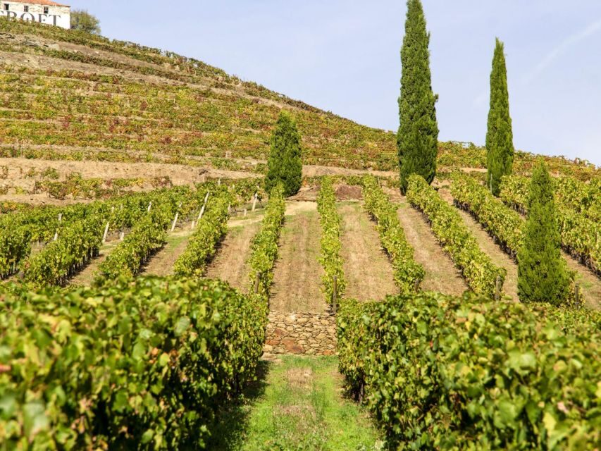 Porto: 3 Wine Regions & Farm Lunch with Views Small-Group - What Makes This Douro Day Feel Special (and Not Cookie-Cutter)